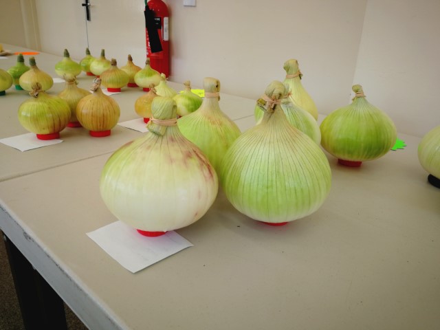 onions