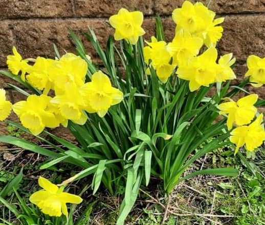 Free Daffodil Bulbs