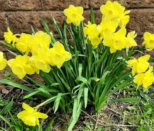 Daffodils for Residents