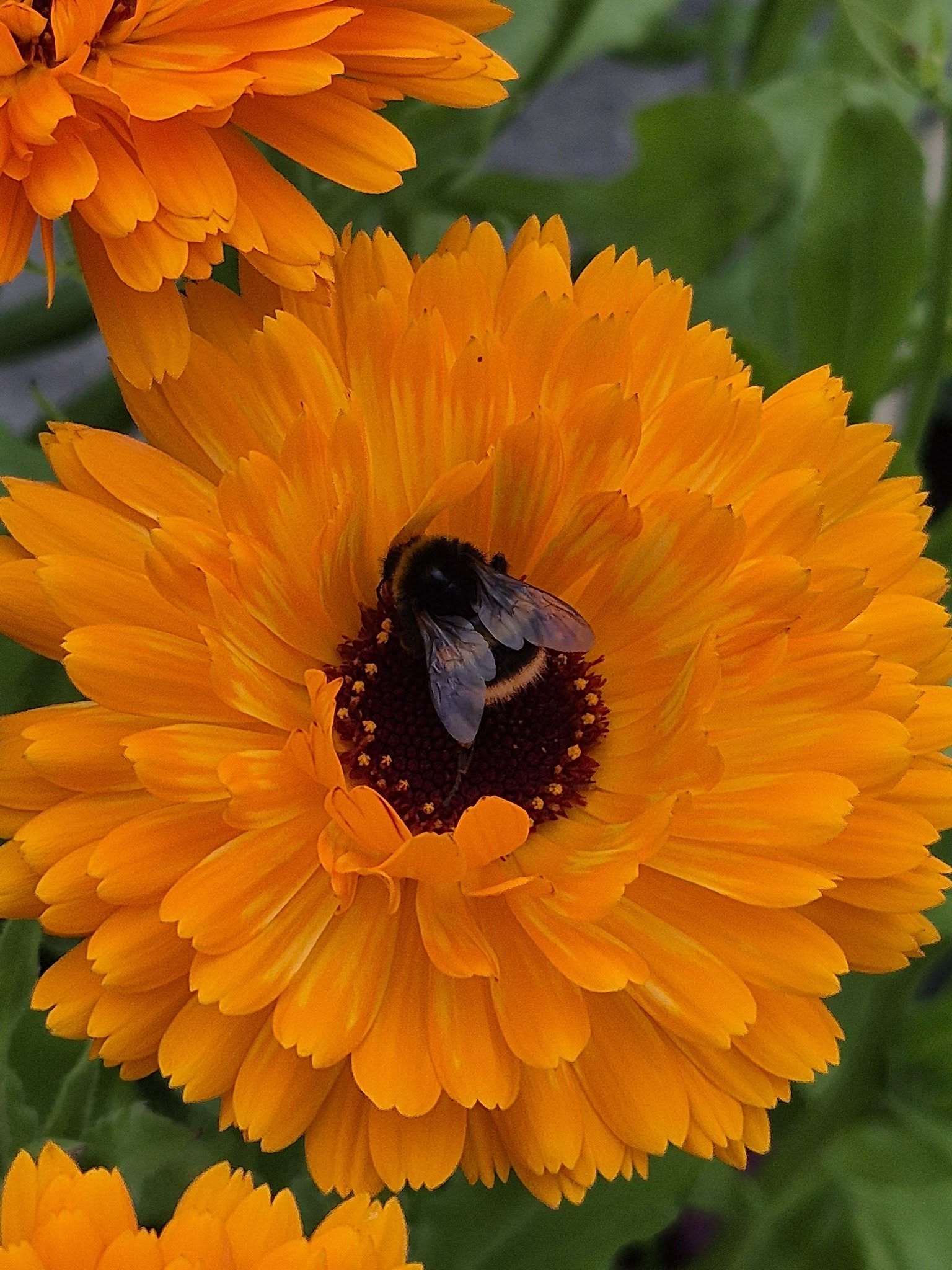 Bumble Bee Day Digital Competition
