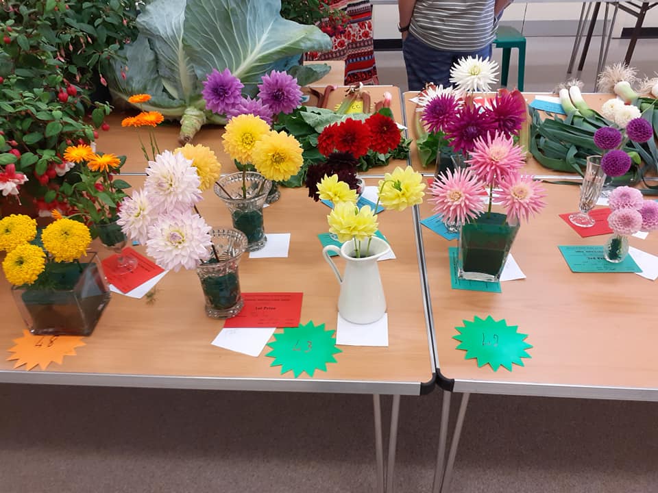 big colourful flowers